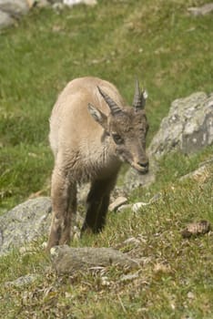 Close up of Alpine Ibex (Capra ibex)