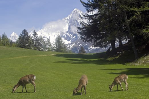 Reindeer (Rangifer tarandus) in Chamonix France