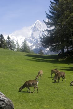 Reindeer (Rangifer tarandus) in Chamonix France