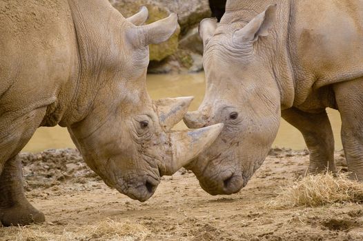 Closeup of White Rhinoceros (Ceratotherium simum simum)