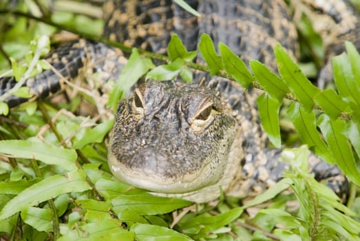 Closeup of Alligator (alligator mississippiensis) - landscape orientation