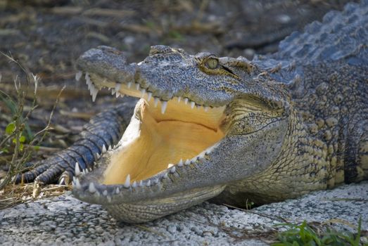 Closeup of a Spectacled Caimen (Caiman crocodilus) 