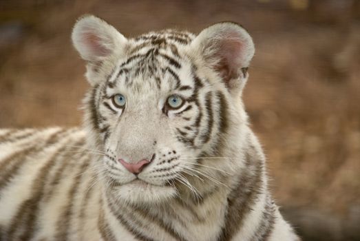 Close up of Amur Tiger cub (Panthera tigris altaica)
