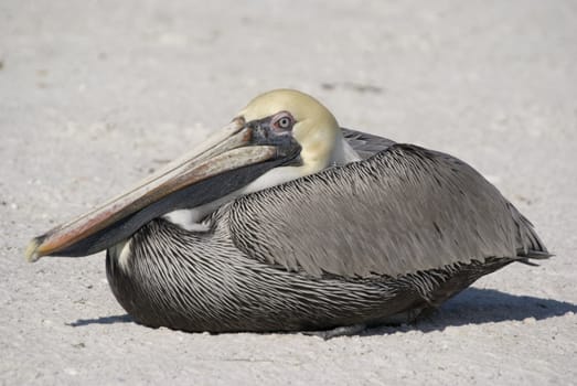 Brown Pelican (Pelecanus occidentalis) - landscape orientation