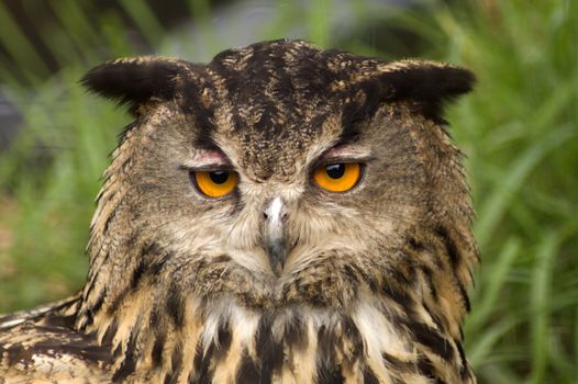 Close up of an African Spotted Eagle Owl (Bubo africanus)