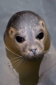 Rescued Harbour Seal (Phoca Vitulina) - portrait orientation