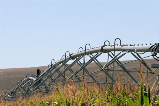 Pivot with corn tops, mountain, and blue sky.