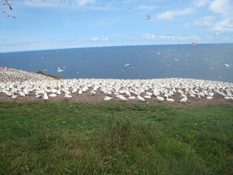 northern gannet colony on Bonaventure island in Gaspesie, Quebec