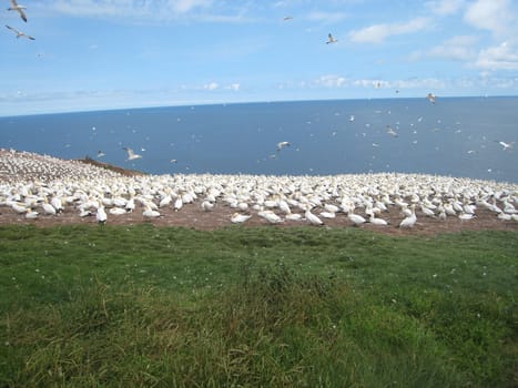 northern gannet colony on Bonaventure island in Gaspesie, Quebec