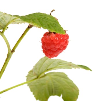 Raspberries on a branch close-up isolated on a white background.