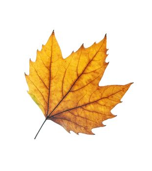 Fallen autumn leaf isolated on white background