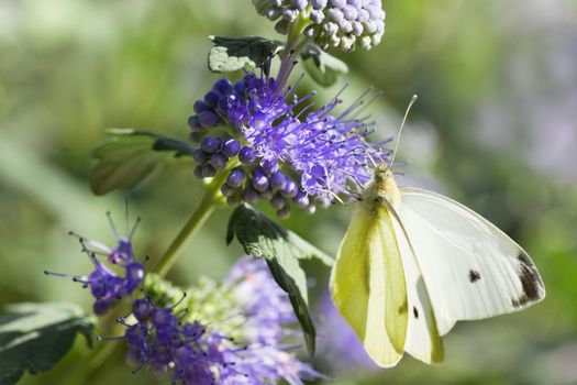 Butterfly Large white in summer on Caryopteris clandonensis �Heavenly Blue� also called Bluebeard