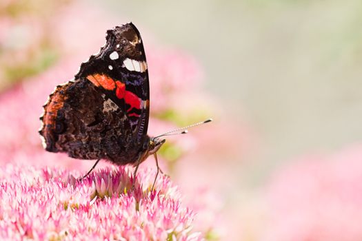 Butterfly Red admiral in summer getting nectar from sedum flowers