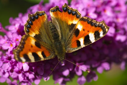 Small tortoiseshell on butterfly bush of Budleya