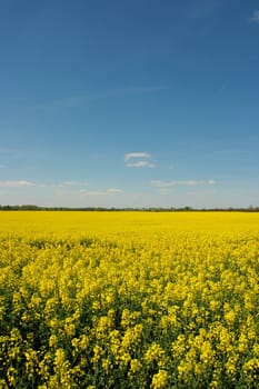 Yellow rape field under deep blue sky
