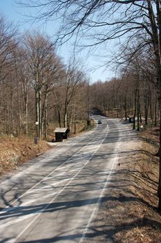 Bend in a road going through a forest