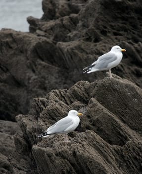 Seagulls standing on cliffs