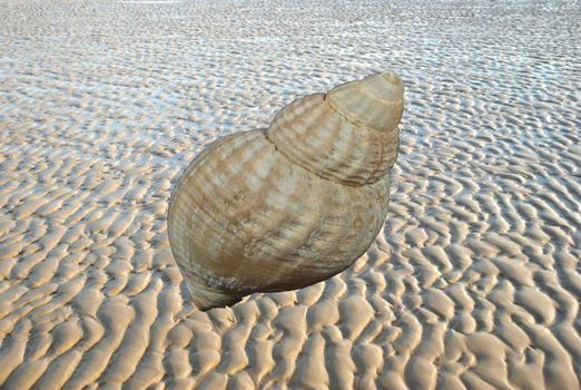 Sea shell at low tide