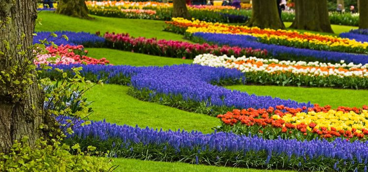 Park in spring with colorful borders filled with tulips and blue grape hyacinths