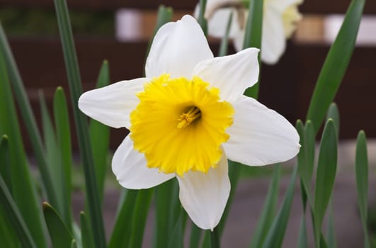 This image shows a macro from a white daffodil