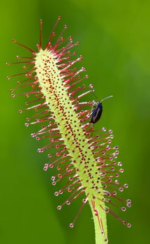 This image shows a part from a sundew with a little bug