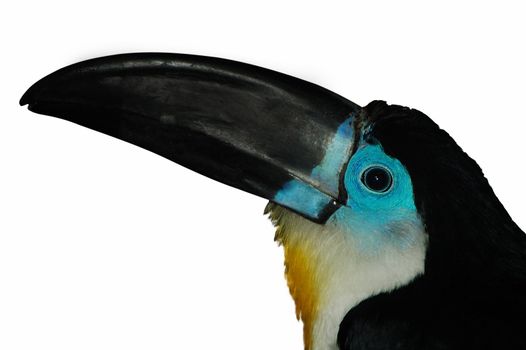 Portrait of channel-billed Toucan isolated on white background.