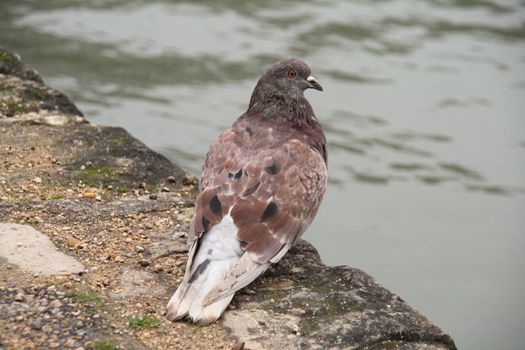 Pigeon near of water in a park
