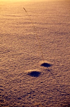 Single tall grass in snow with sunshine