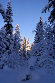 Beautifull snowy trees in forest with sunshine