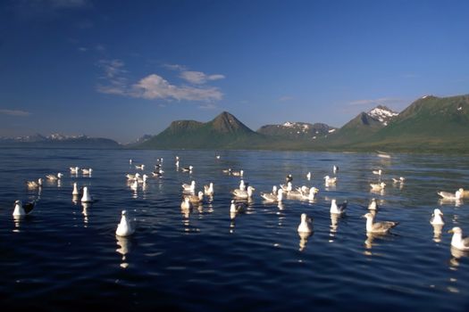 seagull in the sea of Norway with blue sky and mountain