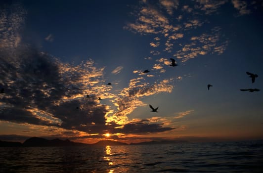 seagull in the sky and sunset over the sea