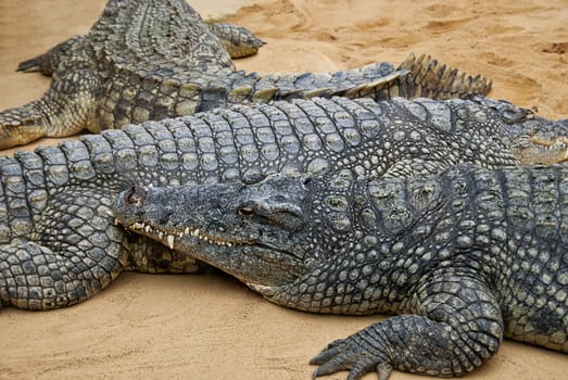 Crocodiles lying next to each other on sand