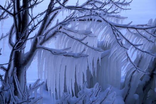 Beautiful frost branch of a tree in winter