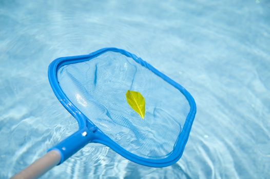 Detail of a Pool Skimmer fishing a Leaf