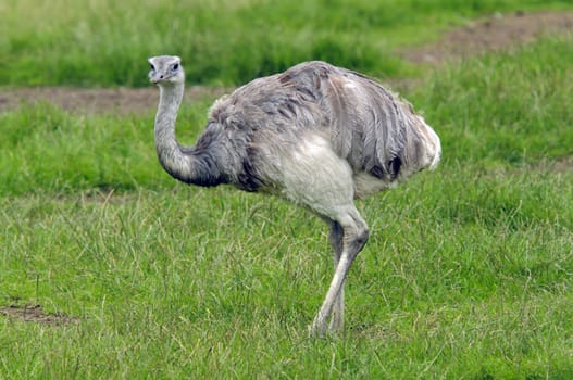 Close up of a Common Rhea (Rhea americana)