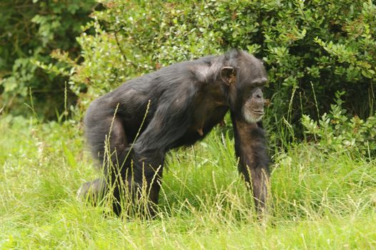 Close up of a Chimpanzee (pan troglodytes)