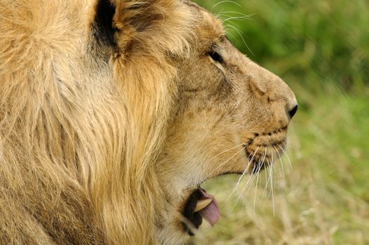 Close up of a Lion (Panthera leo)