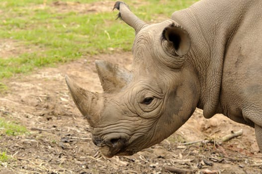 Black Rhinoceros or Hook-lipped Rhinoceros (Diceros bicornis)