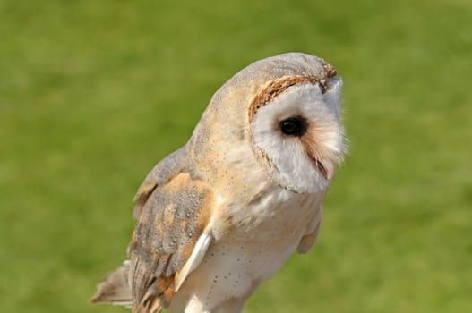 Close up of Barn Owl (Tyto alba)
