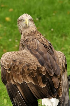 Close up of a White-tailed Eagle (Haliaeetus albicilla)