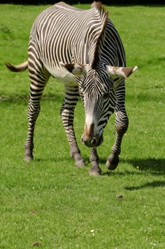 Close up of a Grevys Zebra (Equus grevyi)