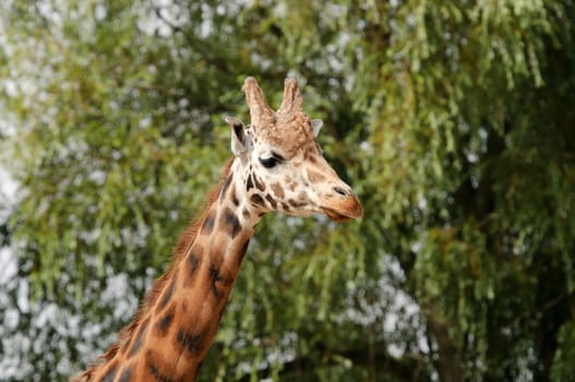 Close up of a Giraffe (Giraffa camelopardalis rothschildi) 