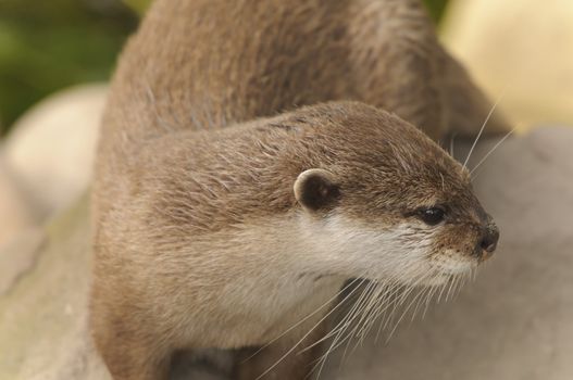 Closeup of Asian short-clawed otter (Aonyx cinerea)