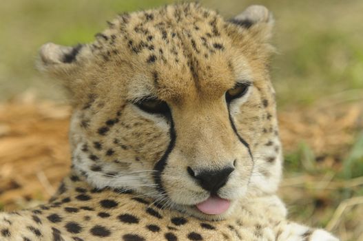Close up of Cheetah (Acinonyx jubatus soemmeringii)