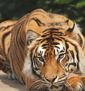 Closeup of Sumatran Tiger (Panthera tigris sumatrae)