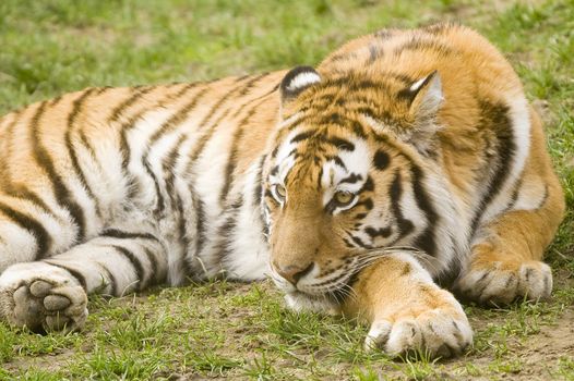 Closeup of Siberian tiger (Panthera tigris altaica)