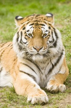 Closeup of Siberian tiger (Panthera tigris altaica)