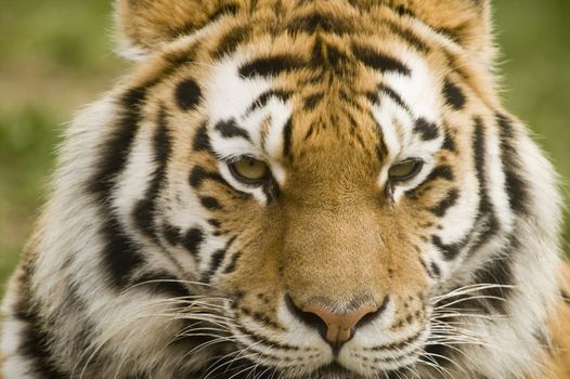 Amur Tiger (Panthera tigris altaica) looking at viewer - landscape orientation