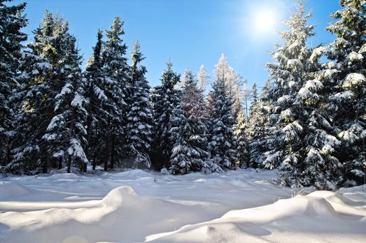 Winter Forest with Sun taken in Upper Austria