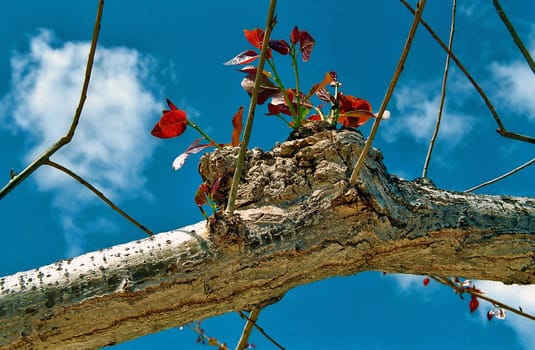 Immature sprouts of an old tree are uprushing to the sky, to New Life, joie de vivre